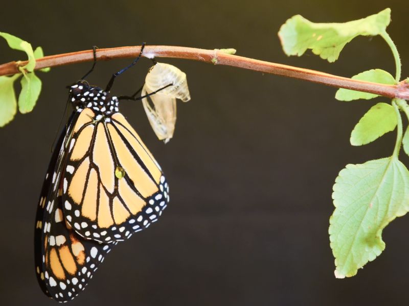 frisch geschlüpfter Fuchsschwanz Schmetterling
